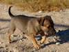 Chill / Zap puppies