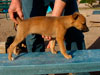Chill male 3