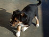 Devi / g-WhiZ puppies