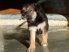 Devi / g-WhiZ puppies