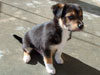 Devi / g-WhiZ puppies