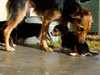 Devi / g-WhiZ puppies
