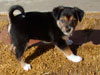 Devi / g-WhiZ puppies