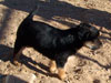 Devi / g-WhiZ puppies