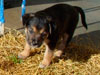Devi / g-WhiZ puppies