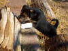 Devi / g-WhiZ puppies