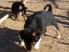 Devi / g-WhiZ puppies