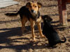 Devi / g-WhiZ puppies