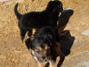 Devi / g-WhiZ puppies