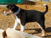 Devi / g-WhiZ puppies