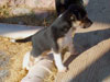 Devi / g-WhiZ puppies