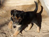Devi / g-WhiZ puppies