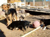 Devi / g-WhiZ puppies