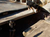 Devi / g-WhiZ puppies