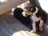 Devi / g-WhiZ puppies
