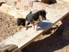 Devi / g-WhiZ puppies