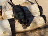 Devi / g-WhiZ puppies