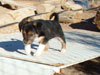 Devi / g-WhiZ puppies