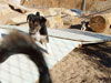 Devi / g-WhiZ puppies