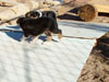 Devi / g-WhiZ puppies