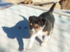 Devi / g-WhiZ puppies