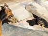 Devi / g-WhiZ puppies