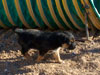 Devi / g-WhiZ puppies