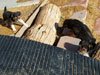 Devi / g-WhiZ puppies