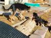 Devi / g-WhiZ puppies