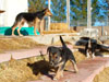 Devi / g-WhiZ puppies
