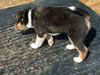 Devi / g-WhiZ puppies