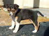 Devi / g-WhiZ puppies