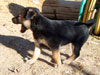 Devi / g-WhiZ puppies