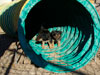 Devi / g-WhiZ puppies