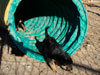 Devi / g-WhiZ puppies