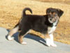 Devi / g-WhiZ puppies