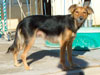 Devi / g-WhiZ puppies