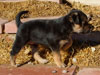 Devi / g-WhiZ puppies