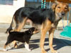 Devi / g-WhiZ puppies