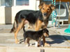 Devi / g-WhiZ puppies