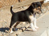 Devi / g-WhiZ puppies