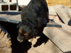 Devi / g-WhiZ puppies