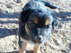 Devi / g-WhiZ puppies