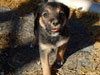 Devi / g-WhiZ puppies
