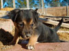 Devi / g-WhiZ puppies