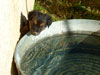 Devi / g-WhiZ puppies