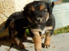 Devi / g-WhiZ puppies