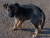 Try / Zap puppies