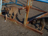 Try / Zap puppies