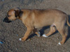 Try / Zap puppies